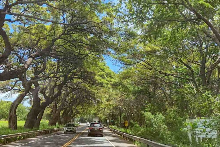 Do you need a rental car in Maui? Here's how to get around Maui