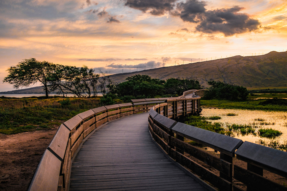 Visiting the Kealia Pond National Wildlife Refuge is one of the top free things to do in Maui for couples and families alike