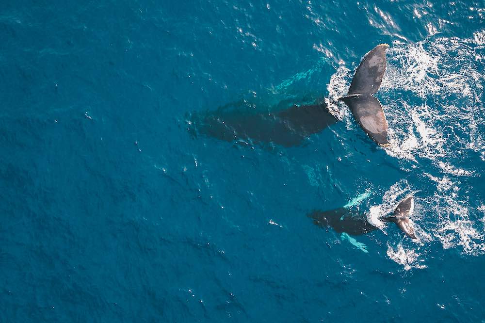 Off shore whale watching is one of the best free things to do in Maui in winter